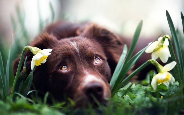 глаза, цветы, взгляд, собака, нарциссы, бордер-колли, iza łysoń, eyes, flowers, look, dog, daffodils, the border collie