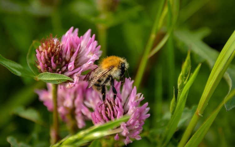 цветы, трава, клевер, насекомое, пчела, полевые цветы, flowers, grass, clover, insect, bee, wildflowers