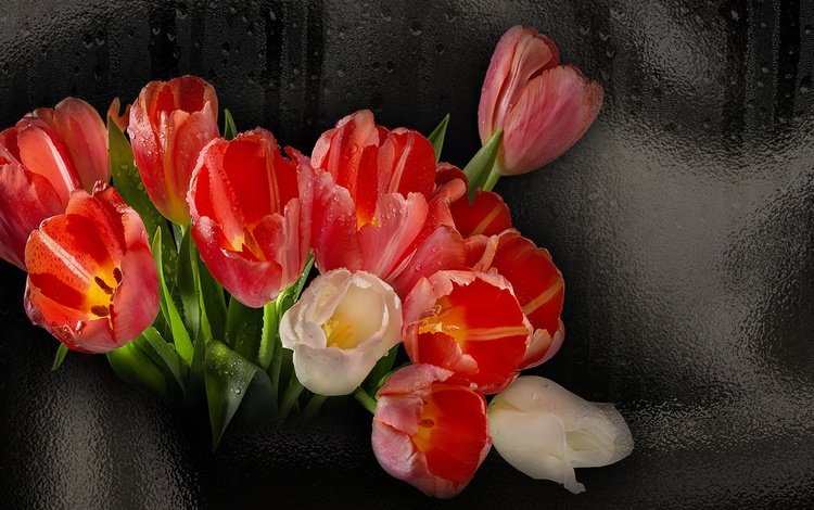 цветы, черный фон, букет, тюльпаны, flowers, black background, bouquet, tulips