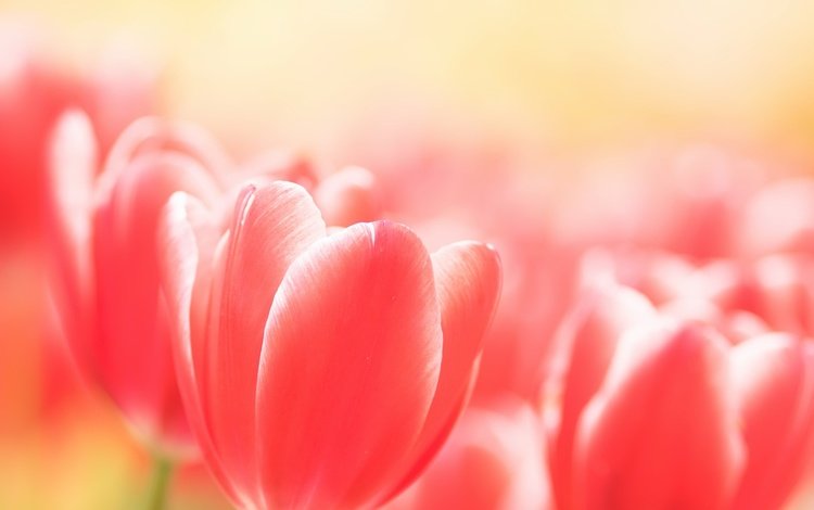цветы, бутоны, весна, тюльпаны, flowers, buds, spring, tulips