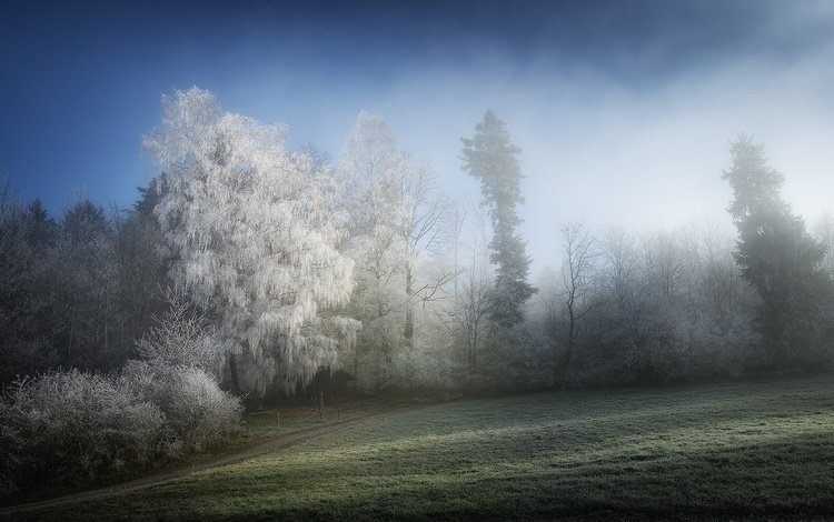 деревья, природа, зима, туман, иней, trees, nature, winter, fog, frost