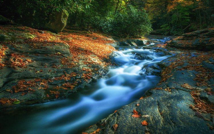 деревья, река, камни, лес, листья, осень, течение, trees, river, stones, forest, leaves, autumn, for