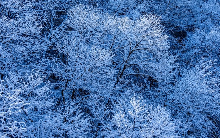 деревья, снег, лес, зима, ветки, иней, trees, snow, forest, winter, branches, frost