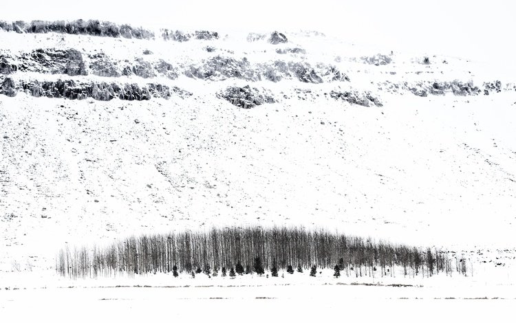 деревья, снег, зима, исландия, trees, snow, winter, iceland