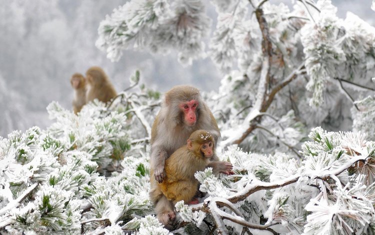 снежные обезьяны, деревья, снег, зима, китай, макаки, заповедник, обезьяны, японский макак, snow monkeys, trees, snow, winter, china, macaques, reserve, monkey, japanese macaques