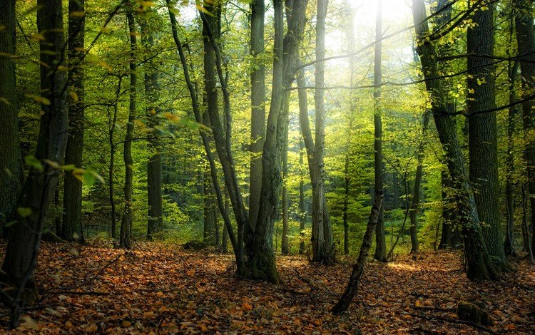 деревья, солнце, природа, лес, парк, осень, осенние листья, trees, the sun, nature, forest, park, autumn, autumn leaves