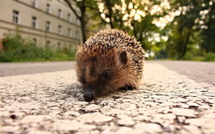 дорога, город, животное, ежик, еж, road, the city, animal, hedgehog