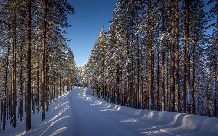 дорога, деревья, снег, лес, зима, road, trees, snow, forest, winter