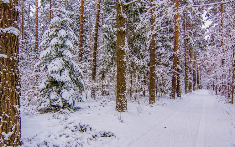 дорога, деревья, снег, лес, зима, стволы, road, trees, snow, forest, winter, trunks