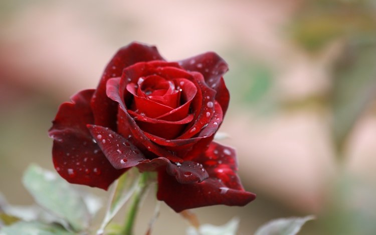 цветок, капли, роза, лепестки, размытость, красная роза, flower, drops, rose, petals, blur, red rose