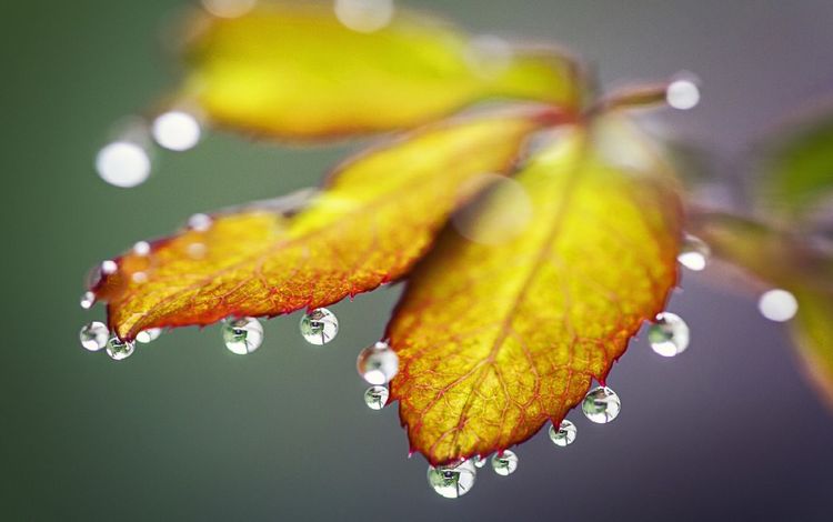 вода, листья, капли, капля, осень, лист, листик, water, leaves, drops, drop, autumn, sheet, leaf