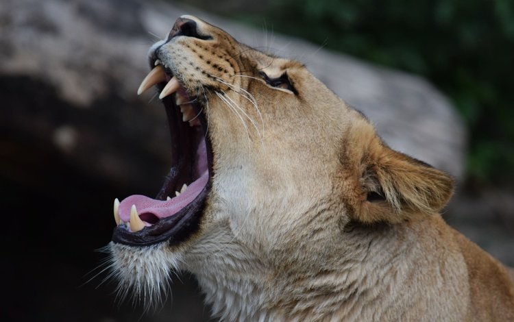 клыки, хищник, лев, пасть, львица, maxime de boer, fangs, predator, leo, mouth, lioness