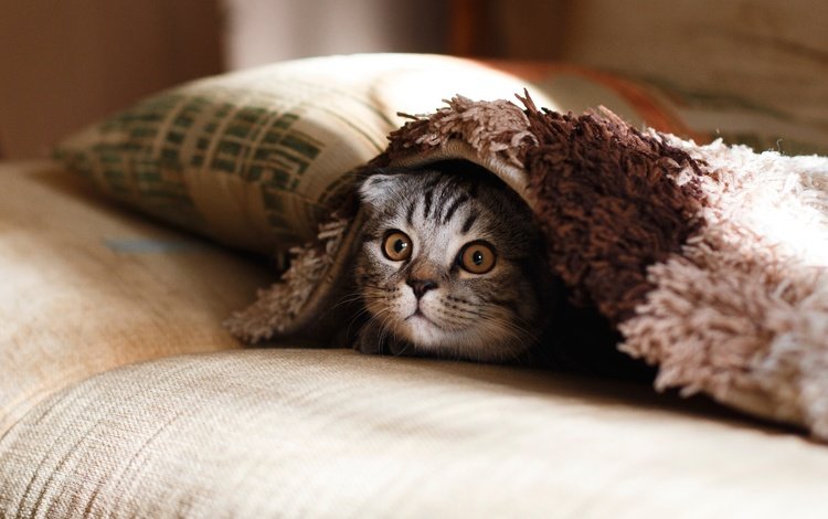 глаза, кошка, взгляд, котенок, удивление, подушка, eyes, cat, look, kitty, surprise, pillow