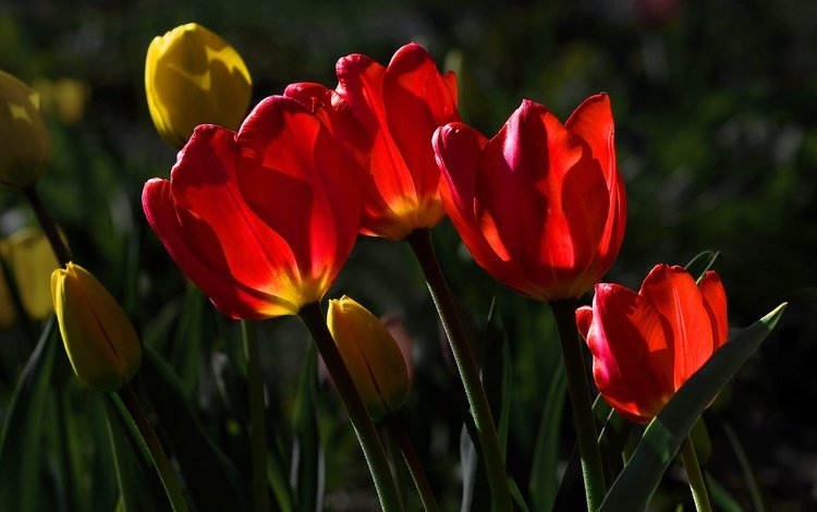 цветы, красные, тюльпаны, желтые, солнечный свет, flowers, red, tulips, yellow, sunlight
