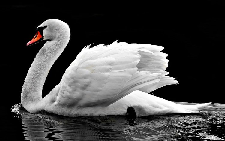 вода, отражение, птица, клюв, черный фон, перья, лебедь, water, reflection, bird, beak, black background, feathers, swan
