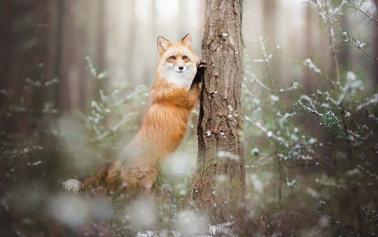 лес, зима, лиса, лисица, животное, forest, winter, fox, animal