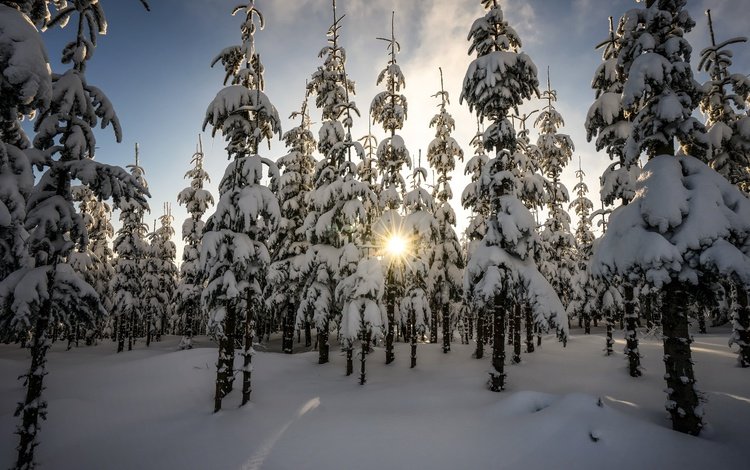 деревья, лес, зима, утро, ели, еди, солнечный свет, trees, forest, winter, morning, ate, edi, sunlight