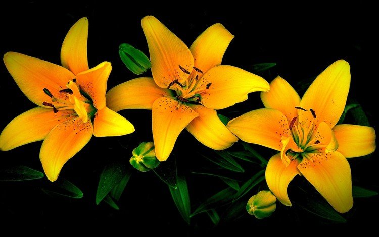 цветы, бутоны, лепестки, черный фон, лилии, желтые, flowers, buds, petals, black background, lily, yellow