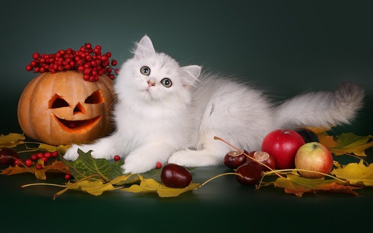листья, каштаны, кот, шотландская, яблоки, длинношерстная, кошка, осень, ягоды, животное, хэллоуин, тыква, pumpkin, leaves, chestnuts, cat, scottish, apples, longhair, autumn, berries, animal, halloween