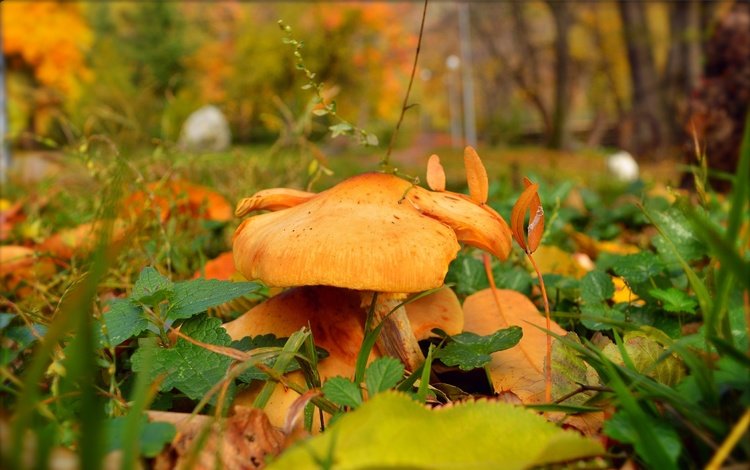 природа, фон, листва, осень, грибы, nature, background, foliage, autumn, mushrooms