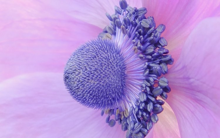 макро, цветок, лепестки, крупным планом, анемона, ветреница, macro, flower, petals, closeup, anemone