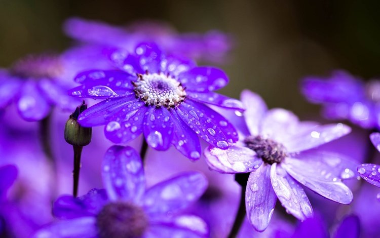 цветы, макро, капли, лепестки, после дождя, цинерария, flowers, macro, drops, petals, after the rain, cineraria