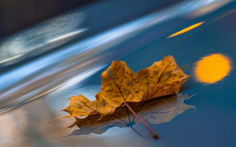 макро, отражение, осень, лист, кленовый лист, macro, reflection, autumn, sheet, maple leaf