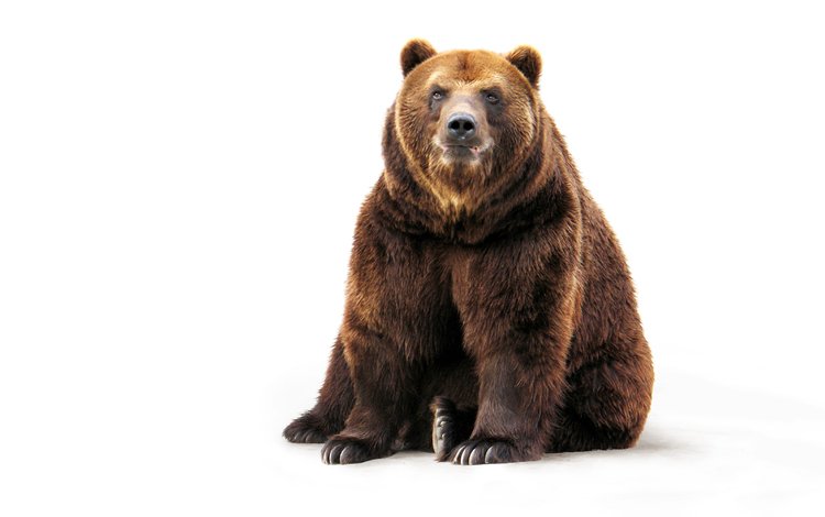 глаза, морда, взгляд, медведь, белый фон, бурый медведь, eyes, face, look, bear, white background, brown bear