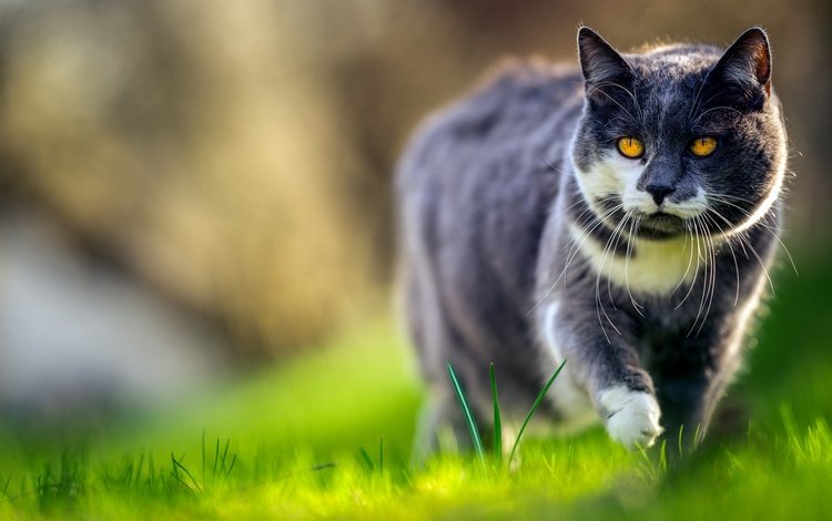 морда, трава, зелень, кот, кошка, серый, весна, прогулка, желтоглазый, yellow eyes, face, grass, greens, cat, grey, spring, walk