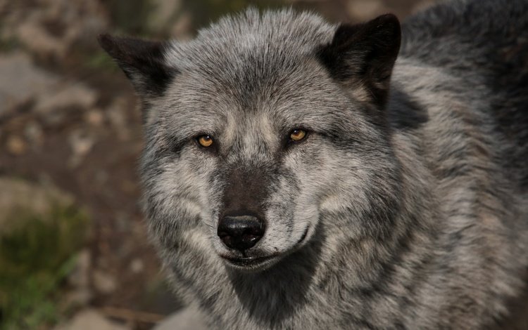 глаза, морда, взгляд, хищник, волк, eyes, face, look, predator, wolf
