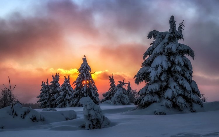 ночь, снег, природа, лес, зима, елки, night, snow, nature, forest, winter, tree