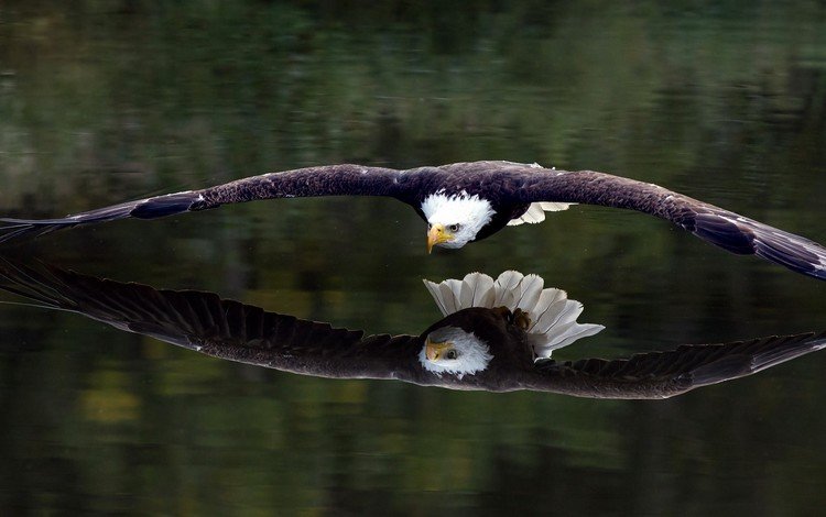 отражение, полет, крылья, орел, птица, белоголовый орлан, reflection, flight, wings, eagle, bird, bald eagle
