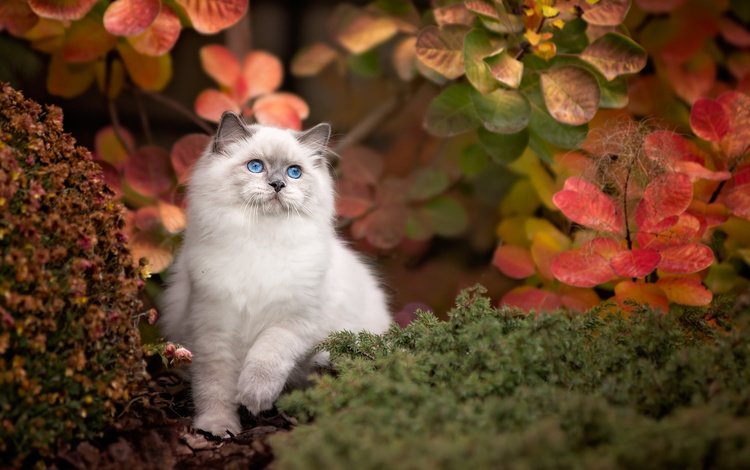 природа, листья, кот, ветки, кошка, осень, животное, рэгдолл, nature, leaves, cat, branches, autumn, animal, ragdoll