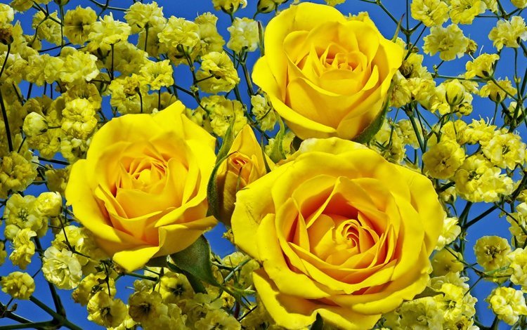 цветы, бутоны, розы, лепестки, букет, желтые, гипсофила, flowers, buds, roses, petals, bouquet, yellow, gypsophila