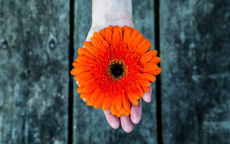 рука, фон, цветок, лепестки, оранжевые, гербера, hand, background, flower, petals, orange, gerbera