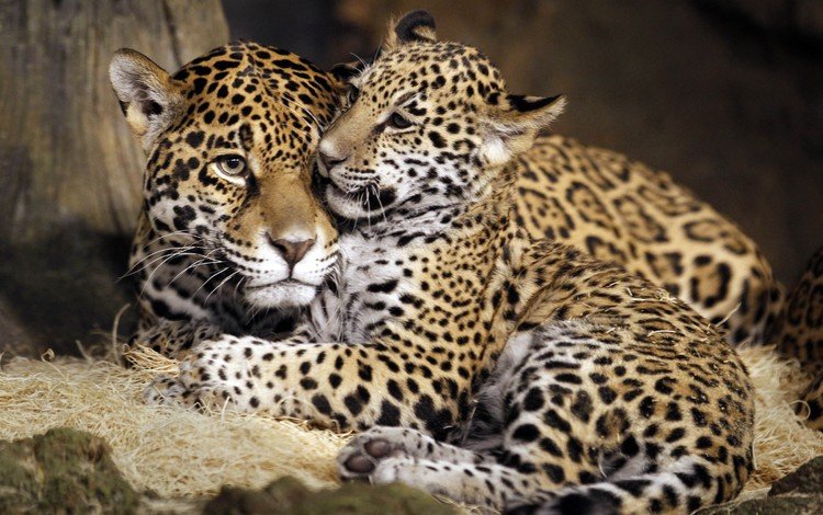 ягуар, семья, дикая кошка, детеныш, ягуары, jaguar, family, wild cat, cub, jaguars