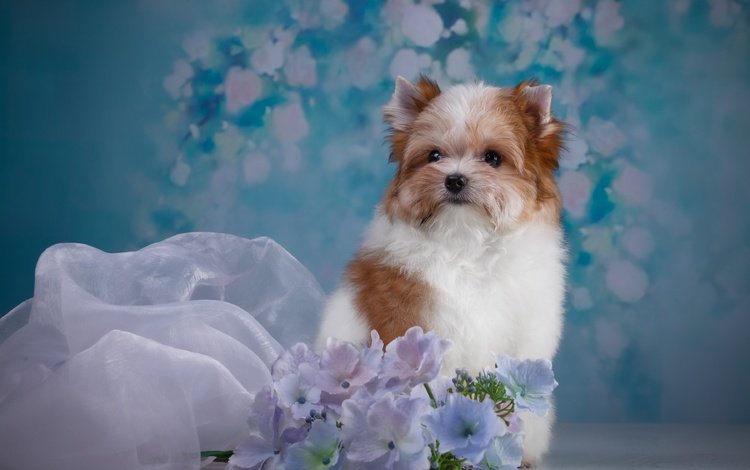 цветы, собака, щенок, ткань, йоркширский терьер, бивер-йоркширский терьер, бивер-йорк, flowers, dog, puppy, fabric, yorkshire terrier, the biewer terrier