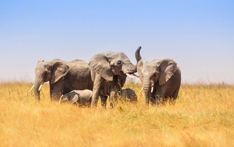 африка, слоны, саванна, слонята, africa, elephants, savannah