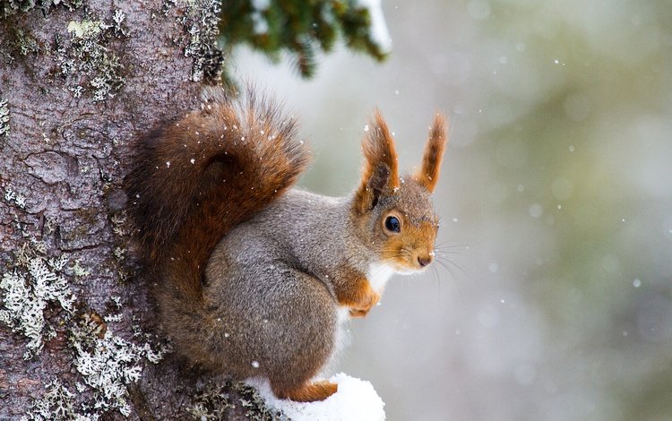 снег, дерево, белка, хвост, белочка, грызун, snow, tree, protein, tail, squirrel, rodent