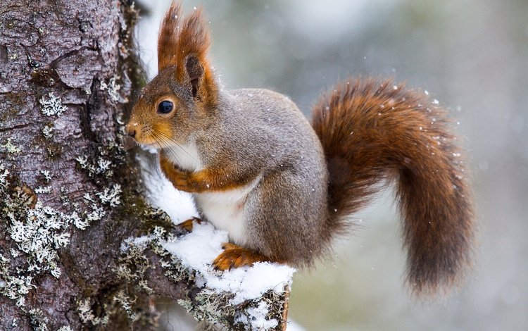 снег, дерево, белка, хвост, белочка, грызун, snow, tree, protein, tail, squirrel, rodent