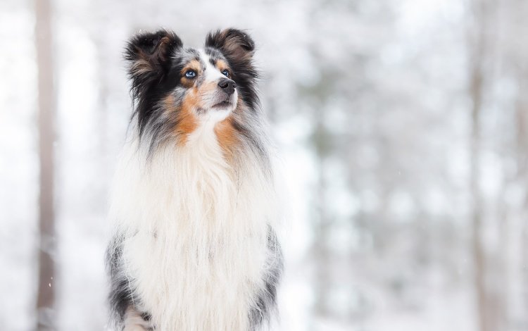 снег, фон, собака, боке, snow, background, dog, bokeh