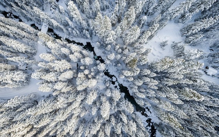 снег, лес, зима, вид сверху, ели, snow, forest, winter, the view from the top, ate