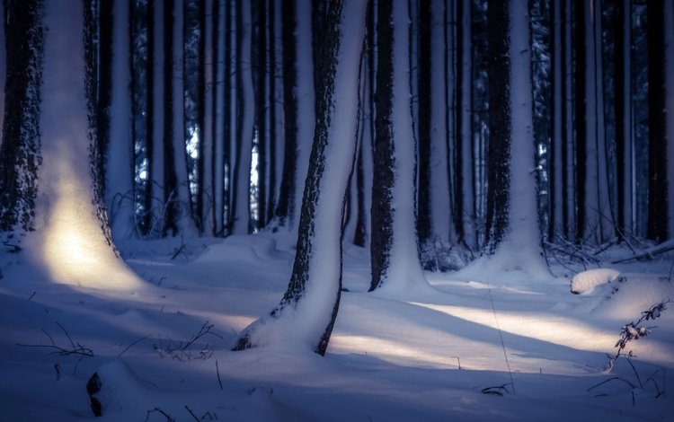 деревья, снег, лес, зима, стволы, trees, snow, forest, winter, trunks