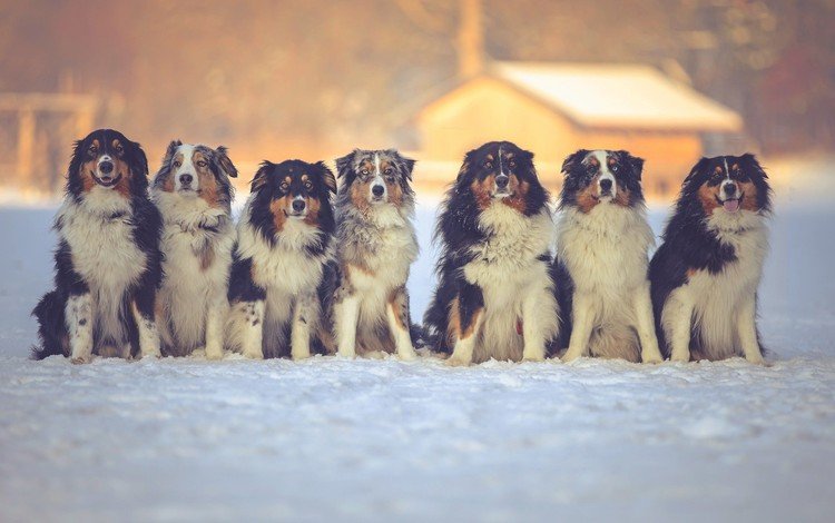 снег, зима, друзья, собаки, австралийская овчарка, snow, winter, friends, dogs, australian shepherd
