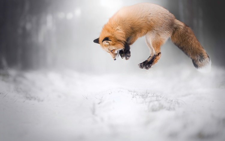 снег, зима, лиса, лисица, животное, охота, snow, winter, fox, animal, hunting