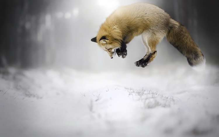 снег, зима, прыжок, лиса, лисица, животное, snow, winter, jump, fox, animal