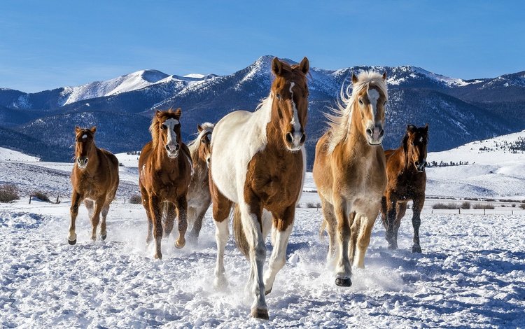снег, зима, лошади, кони, табун, snow, winter, horse, horses, the herd