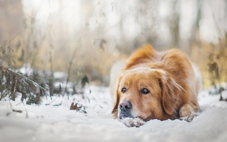 снег, зима, настроение, собака, золотистый ретривер, snow, winter, mood, dog, golden retriever
