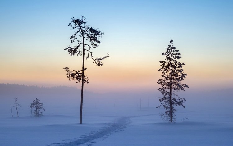 деревья, снег, зима, утро, trees, snow, winter, morning