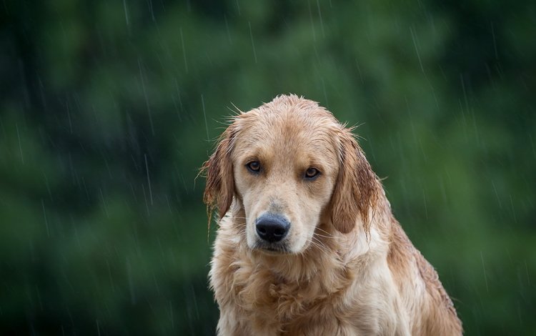 мордочка, взгляд, собака, дождь, ушки, золотистый ретривер, muzzle, look, dog, rain, ears, golden retriever